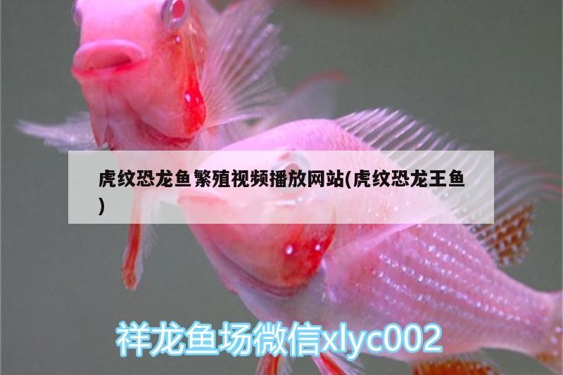 龍門縣龍城文匯水族海鮮店（龍門縣龍城文匯水族海鮮店電話） 龍門縣龍城文匯水族海鮮店（龍門縣龍城文匯水族海鮮店電話） 全國水族館企業(yè)名錄 第2張