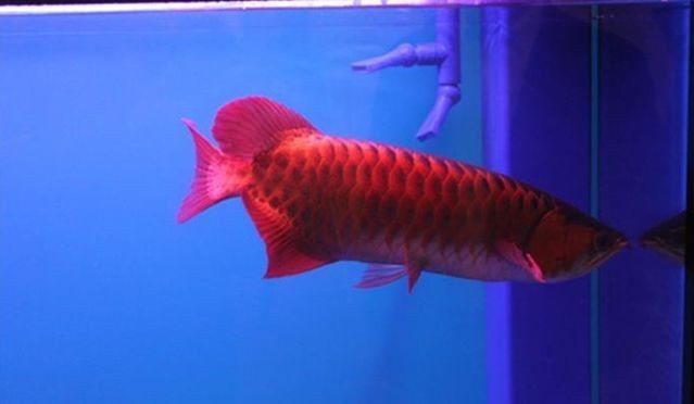 紅龍魚變黑（紅龍魚變黑了會死嗎圖片）