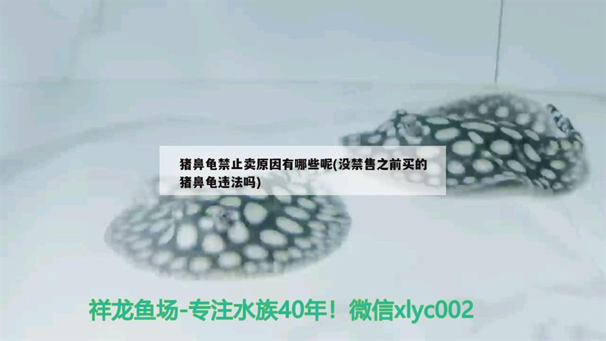豬鼻龜禁止賣原因有哪些呢(沒禁售之前買的豬鼻龜違法嗎) 豬鼻龜禁止賣原因有哪些呢(沒禁售之前買的豬鼻龜違法嗎) 豬鼻龜百科 第2張