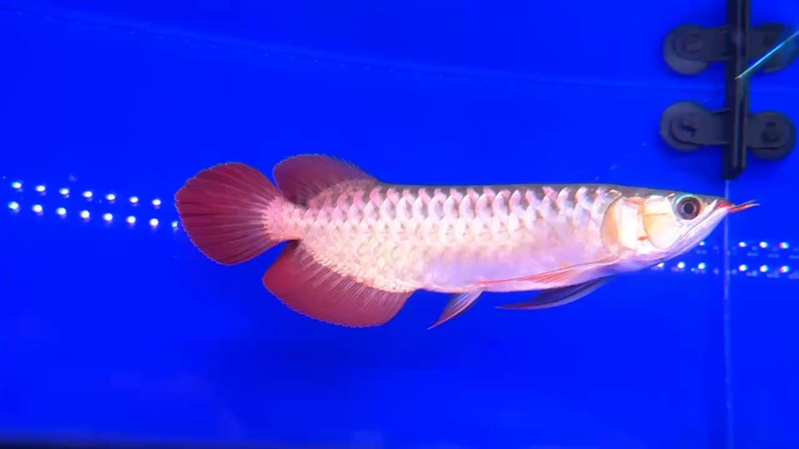 ???????圣塔倫大湖魚  尺寸27/28
簡直就是水中舞者   前鰭自然下掛
七鰭張力強   寬身平頭  小火焰尾