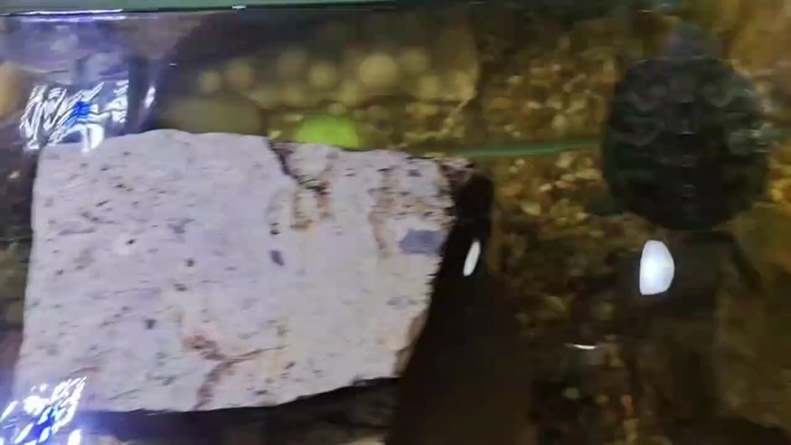 量子側濾龜缸打造幸福養龜生活 量子側濾龜缸打造幸福養龜生活 龍魚論壇