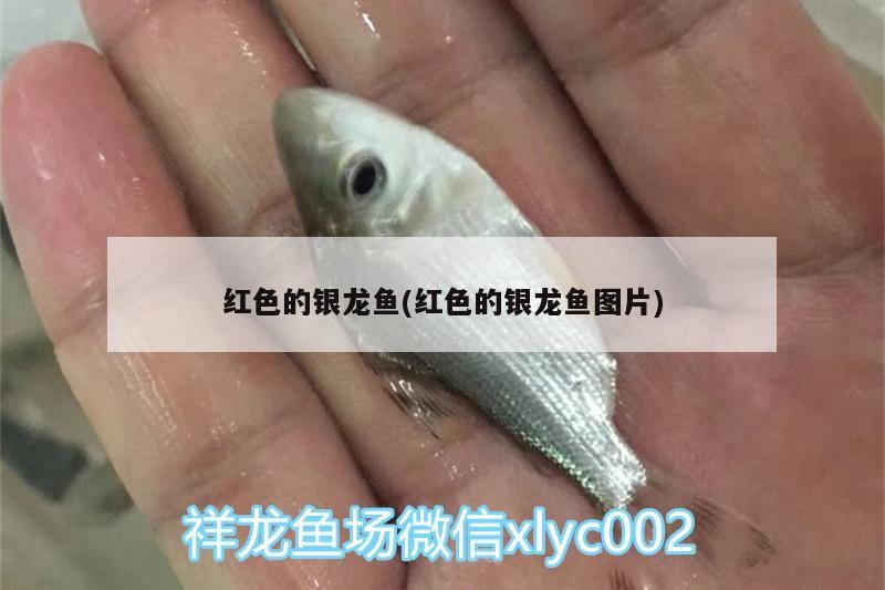 紅色的銀龍魚(紅色的銀龍魚圖片)