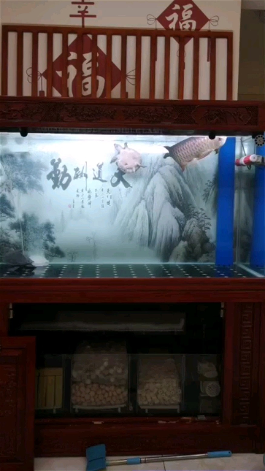 跳舞的豬鼻龜