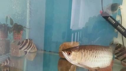吉安市吉州區大自然水族館（吉安市吉州區大自然水族館地址）