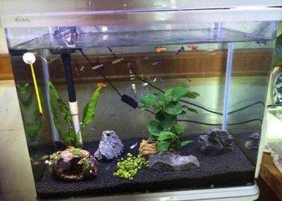 龍魚爛鰭癥狀有哪些,黑龍睛金魚有哪些常見疾病,如何辨別黑龍睛金魚的品質? 龍魚百科 第1張 龍魚爛鰭癥狀有哪些,黑龍睛金魚有哪些常見疾病,如何辨別黑龍睛金魚的品質? 龍魚爛鰭癥狀有哪些,黑龍睛金魚有哪些常見疾病,如何辨別黑龍睛金魚的品質? 龍魚百科 第1張