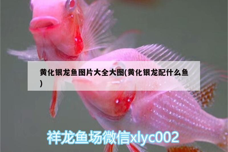 黃化銀龍魚圖片大全大圖(黃化銀龍配什么魚)