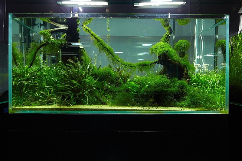 大魚缸需要造景嗎：魚缸造景不僅是美化魚缸，更是為了創造一個完整的生態環境