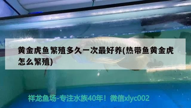 黃金虎魚繁殖多久一次最好養(yǎng)(熱帶魚黃金虎怎么繁殖)