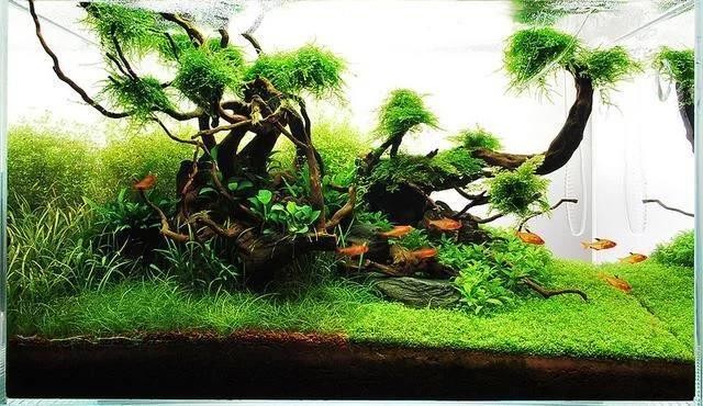 龍魚配虎魚怎么樣養才好（龍魚配虎魚怎么樣養才好看）