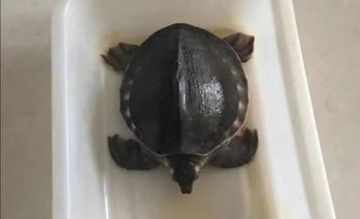 豬鼻龜多大：關于豬鼻龜的飼養