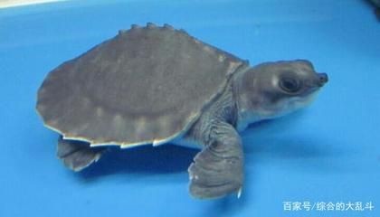 豬鼻龜多大：關于豬鼻龜的飼養