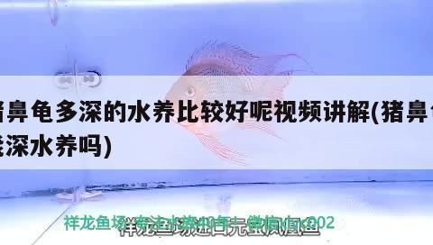 豬鼻龜多大：關于豬鼻龜的飼養