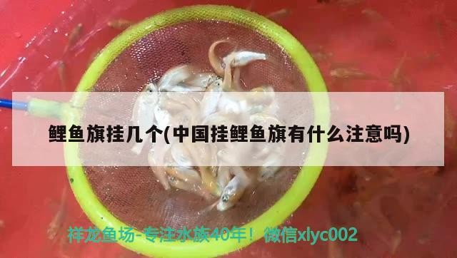 鯉魚旗掛幾個(中國掛鯉魚旗有什么注意嗎) 鯉魚旗掛幾個(中國掛鯉魚旗有什么注意嗎) 虎魚百科