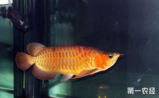 黃金龍魚的養(yǎng)殖方法 龍魚百科 第1張 黃金龍魚的養(yǎng)殖方法 黃金龍魚的養(yǎng)殖方法 龍魚百科 第1張