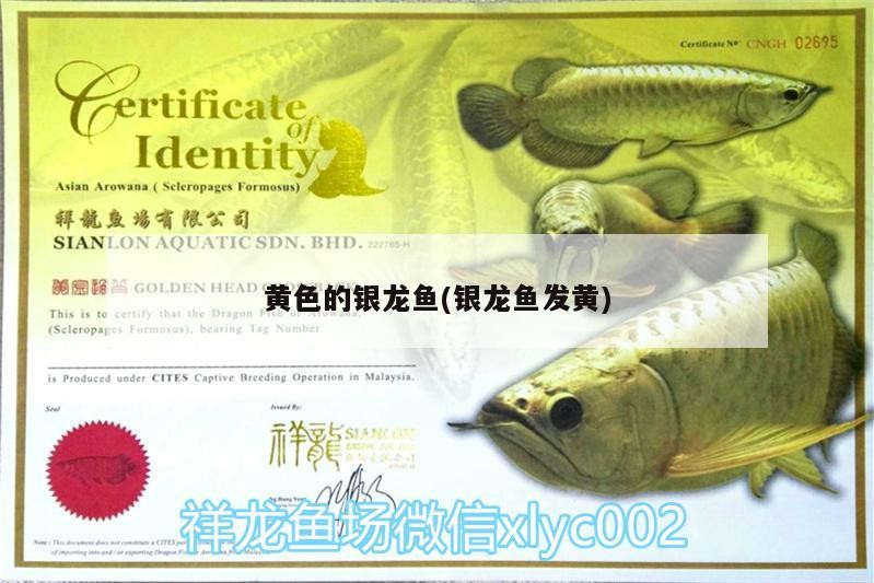 金龍魚 黃色的銀龍魚(銀龍魚發黃) 銀龍魚百科 黃色的銀龍魚(銀龍魚發黃) 黃色的銀龍魚(銀龍魚發黃) 銀龍魚百科