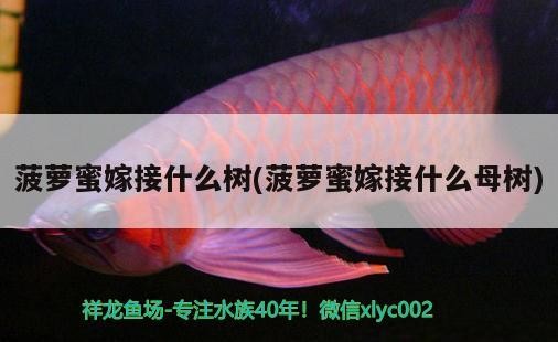 菠蘿蜜嫁接什么樹(菠蘿蜜嫁接什么母樹)