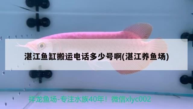 龍魚干蝦有營養嗎 湛江魚缸搬運電話多少號啊(湛江養魚場) 豬鼻龜百科 湛江魚缸搬運電話多少號啊(湛江養魚場) 湛江魚缸搬運電話多少號啊(湛江養魚場) 豬鼻龜百科