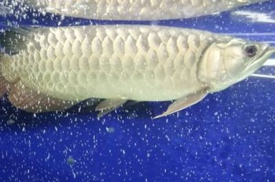 龍魚得病死了有什么預兆