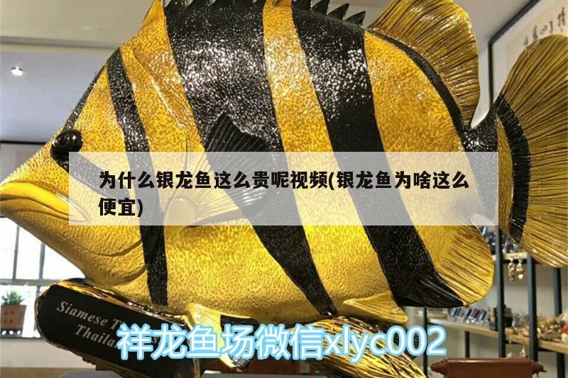 為什么銀龍魚這么貴呢視頻(銀龍魚為啥這么便宜)