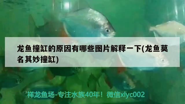 哈爾濱魚缸批發市場在哪里哈爾濱魚缸廠家直銷電話號碼多少，哈爾濱魚缸廠家直銷電話號碼多少 哈爾濱魚缸批發市場在哪里哈爾濱魚缸廠家直銷電話號碼多少，哈爾濱魚缸廠家直銷電話號碼多少 豬鼻龜百科 第1張