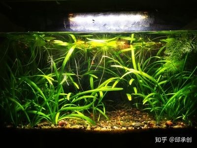 不需要打理的魚缸水草有哪些：選擇魚缸水草時，這四種水草相對不需要太多打理，請注意