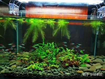 不需要打理的魚缸水草有哪些：選擇魚缸水草時，這四種水草相對不需要太多打理，請注意