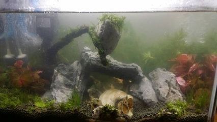 不需要打理的魚缸水草有哪些：選擇魚缸水草時，這四種水草相對不需要太多打理，請注意