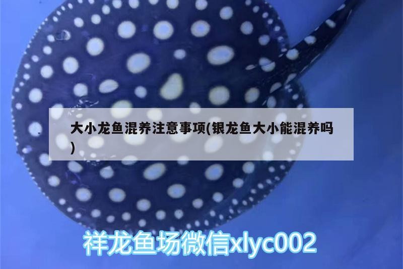 飛鳳魚 大小龍魚混養注意事項(銀龍魚大小能混養嗎) 銀龍魚百科 大小龍魚混養注意事項(銀龍魚大小能混養嗎) 大小龍魚混養注意事項(銀龍魚大小能混養嗎) 銀龍魚百科