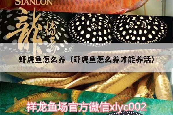 蝦虎魚怎么養（蝦虎魚怎么養才能養活）