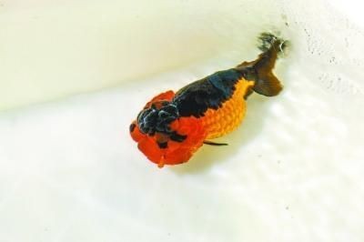 紅龍魚(yú)喂林蛙好嗎