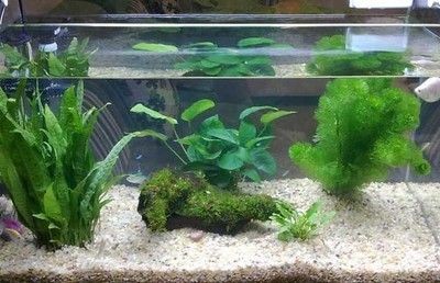 北方魚缸水草有哪些種類：北方地區適合魚缸的水草有哪些