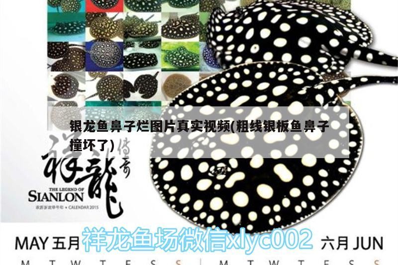 銀龍魚鼻子爛圖片真實視頻(粗線銀板魚鼻子撞壞了)