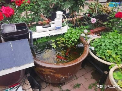 茶水桶自制魚缸過濾桶：茶水桶自制魚缸過濾桶步驟和注意事項和注意事項