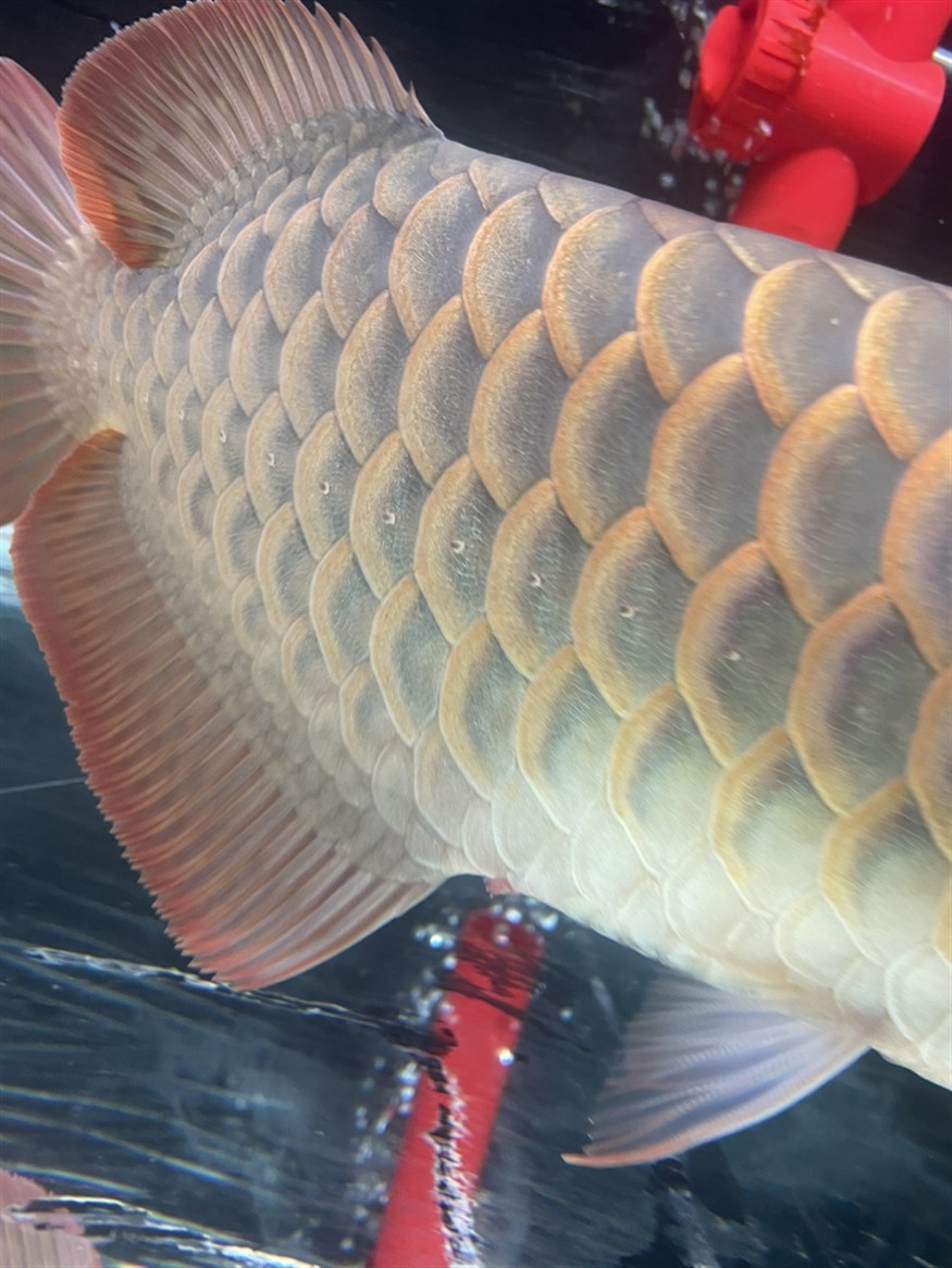 龍魚脫肛了怎么辦