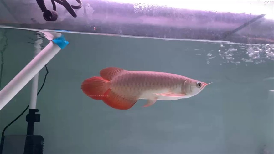 各位大佬這條魚怎么樣？