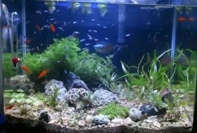 魚缸養魚常見病菌圖片：關于魚缸養魚常見病菌圖片