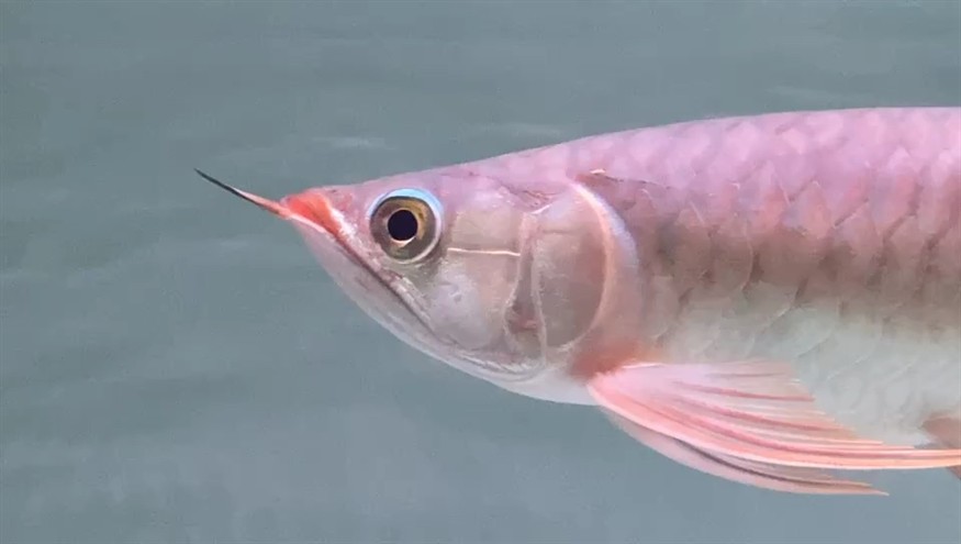 各位大佬，幫我看看這條魚(yú)怎么樣？[peifu][peifu]
