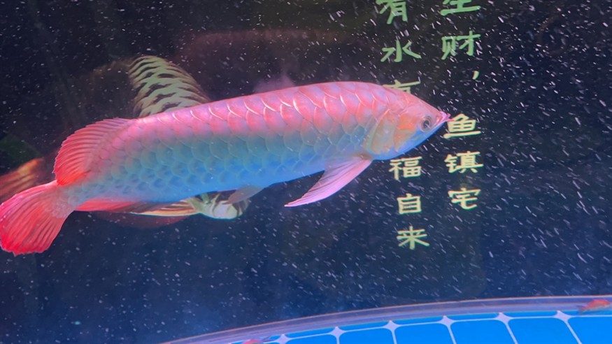 連缸一起便宜出 連缸一起便宜出 龍魚論壇