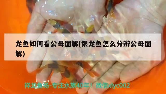 龍魚(yú)如何看公母圖解(銀龍魚(yú)怎么分辨公母圖解)