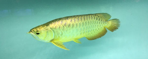 紅龍魚(yú)眼睛周?chē)G色正常嗎圖片（紅龍魚(yú)眼睛周?chē)G色正常嗎圖片大全）