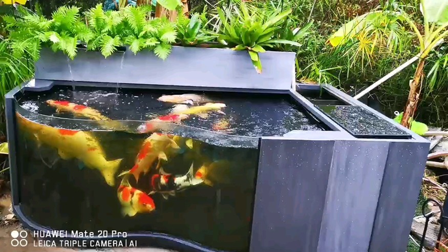 紅龍魚養(yǎng)了一年多還不紅：紅龍魚養(yǎng)殖觀察報告 紅龍魚養(yǎng)了一年多還不紅：紅龍魚養(yǎng)殖觀察報告 觀賞魚百科 第2張