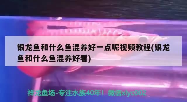 銀龍魚和什么魚混養(yǎng)好一點(diǎn)呢視頻教程(銀龍魚和什么魚混養(yǎng)好看)