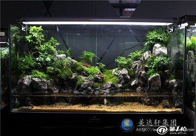 玻璃魚缸景觀：玻璃魚缸景觀設(shè)計 玻璃魚缸景觀：玻璃魚缸景觀設(shè)計 魚缸百科 第1張