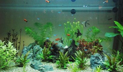 玻璃魚缸景觀：玻璃魚缸景觀設(shè)計 玻璃魚缸景觀：玻璃魚缸景觀設(shè)計 魚缸百科 第3張