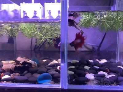 斗魚缸造景 好不好：斗魚缸造景中的常見誤區