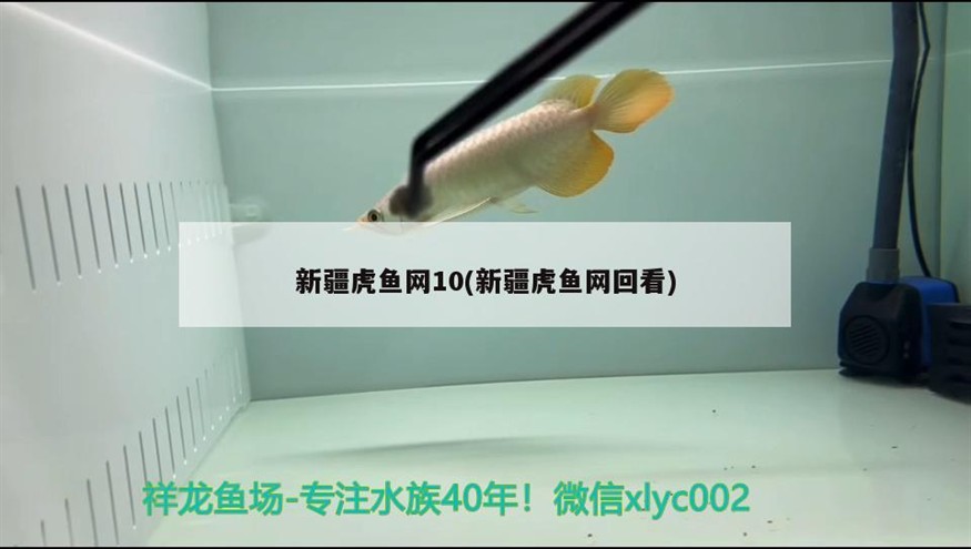 新疆虎魚(yú)網(wǎng)10(新疆虎魚(yú)網(wǎng)回看)