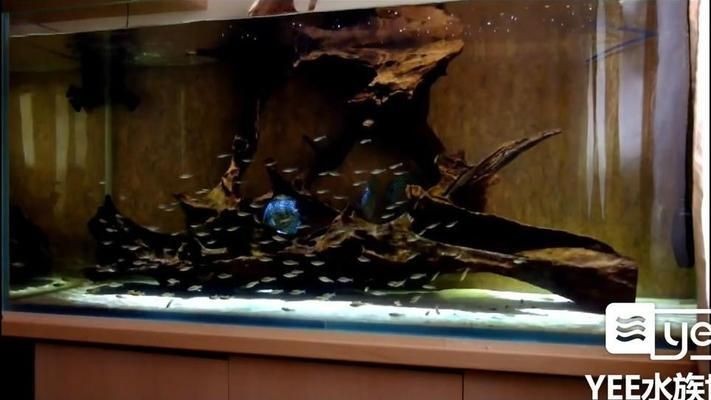 大魚缸養小魚群好不好:大魚缸在養小魚群游方面具有一定的優勢 魚缸百科 第1張 大魚缸養小魚群好不好:大魚缸在養小魚群游方面具有一定的優勢 大魚缸養小魚群好不好:大魚缸在養小魚群游方面具有一定的優勢 魚缸百科 第1張