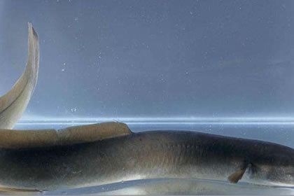 大魚缸養小魚群好不好:大魚缸在養小魚群游方面具有一定的優勢 魚缸百科 第2張 大魚缸養小魚群好不好:大魚缸在養小魚群游方面具有一定的優勢 大魚缸養小魚群好不好:大魚缸在養小魚群游方面具有一定的優勢 魚缸百科 第2張