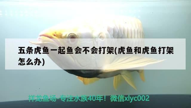 五條虎魚一起魚會不會打架(虎魚和虎魚打架怎么辦)