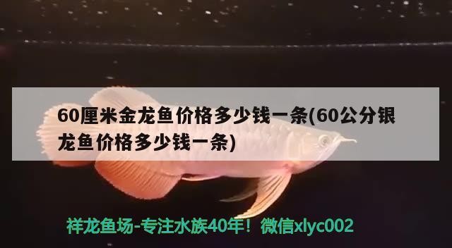 60厘米金龍魚價格多少錢一條(60公分銀龍魚價格多少錢一條)